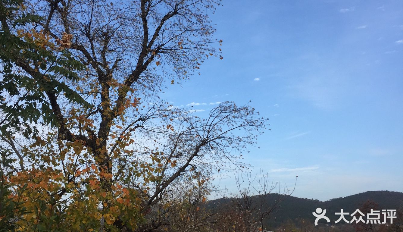 大悟红叶早已向往，今天终于来到四姑镇红叶景区
