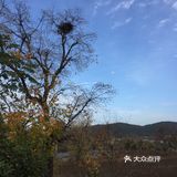 大悟红叶早已向往，今天终于来到四姑镇红叶景区