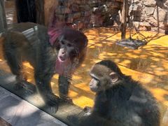 -北京市海淀外国语实验学校