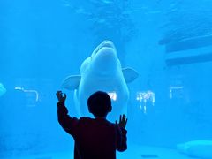 -海合安成都极地海洋公园
