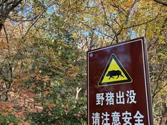 -紫金山天文台