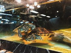 -宠物世家(仲盛世界商城店)