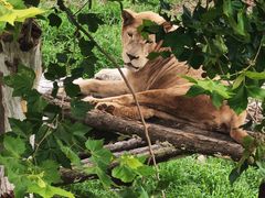 -西霞口神雕山野生动物世界