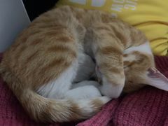 -乐琪宠物医院·犬猫专科·骨外科·急重症