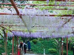 -嘉定紫藤园