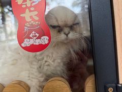 -御宝贝·A梦猫科宠物医院(国际猫友好医院)