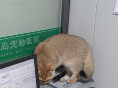 -半岛宠物医院24小时(科华中路店)