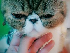 -李小姐の猫咖啡馆(五角场店)