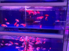 -宝鸡东道花鸟鱼虫市场(吉利花园商场店)