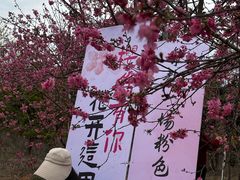 -天适樱花悠乐园