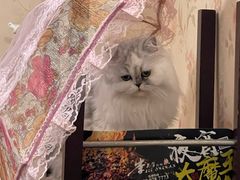 -半岛宠物医院24小时(科华中路店)