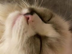 -猫にゃん · 猫的隐藏屋猫咖(麦地旗舰店)