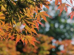 -艾溪湖湿地公园