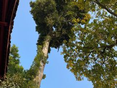 -乐山大佛风景名胜区乌尤寺南门-售票点