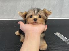 -萌宠之家·腊肠犬·马尔泰·小体犬舍