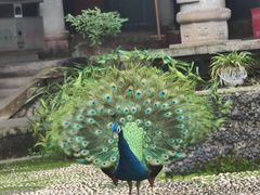 -都江堰普照寺