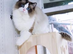 -东方名猫馆·英短金渐层布偶猫舍(环线广场1号楼店)