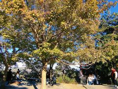 -香山公园
