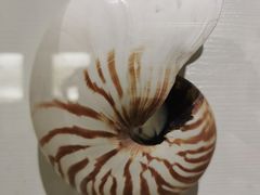 -青岛贝壳博物馆