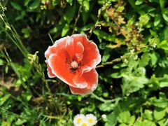 -前小桔亲子创意农场·草莓采摘·露营烧烤