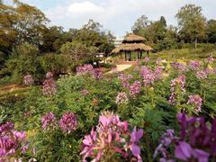 -广西壮族自治区药用植物园