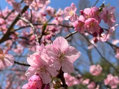 -上海滨江森林公园