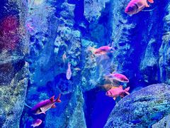 -海合安成都极地海洋公园
