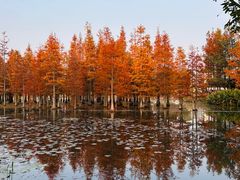 -白鹭湾湿地公园