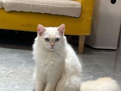 -山宅一喵德文卷毛猫舍