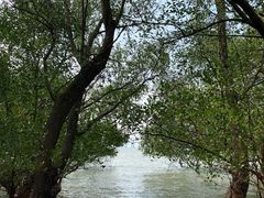 -宝安西湾红树林湿地公园