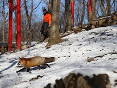 -宫城藏王狐狸村