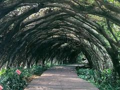 -广西壮族自治区药用植物园