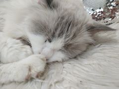 -共舞时光猫咖·狗咖(新街口店)