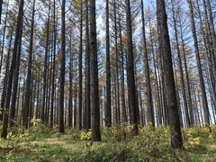 -塞罕坝国家级自然保护区