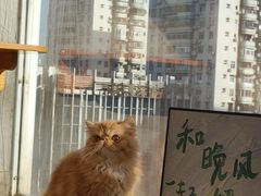 -Heymao猫咖.咖啡厅(东门店)