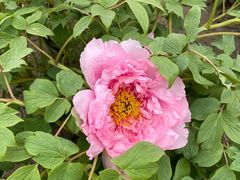 -海棠花溪(元大都城垣遗址公园)