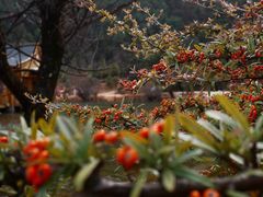 -玉龙雪山蓝月谷