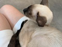 -飞行喵MR PILOT|猫舍·猫咖(静安大融城店)
