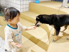 -柴务处·柴犬主题狗咖