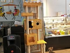 -猫咪咖啡·猫咖(万达广场店)