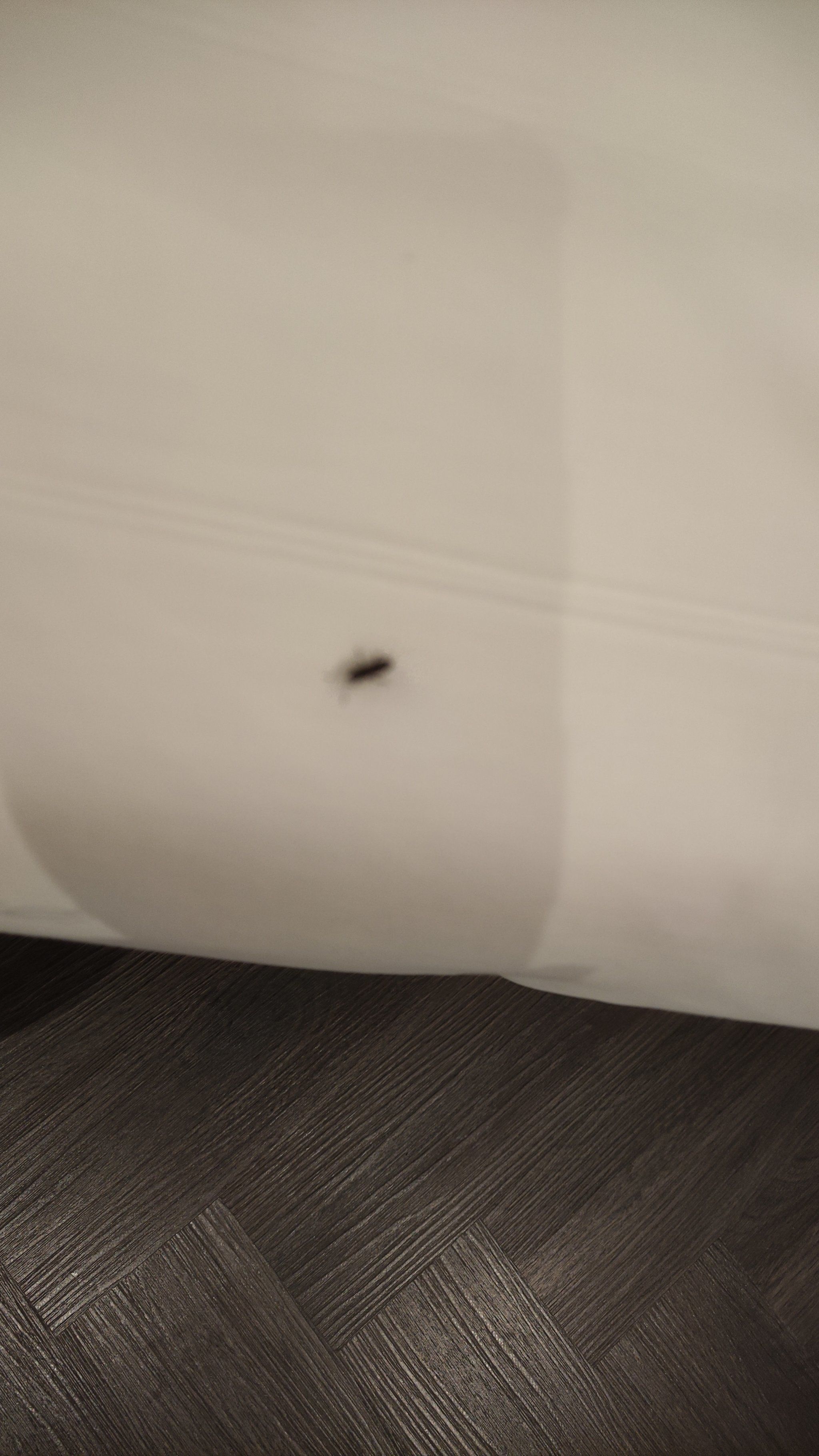 这个希岸这么多虫子,还是第一次遇到