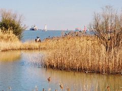-上海吴淞炮台湾国家湿地公园