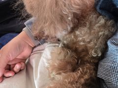 -北京观赏动物医院·24小时大型综合·猫专科·异宠专科