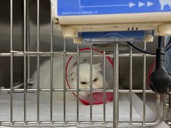 -瑞派·关忠动物医院·异宠专科·犬猫肿瘤·皮肤专科(望京店)