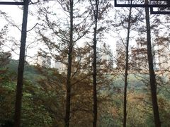 -重庆彩云湖湿地公园