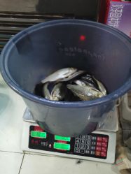 -巡鱼道·室内垂钓·渔具店