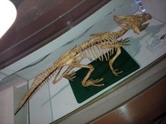 -辽宁古生物博物馆
