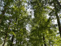 -合肥滨湖国家森林公园