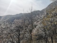 -阳台山自然风景区
