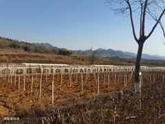 -北京张裕爱斐堡酒庄